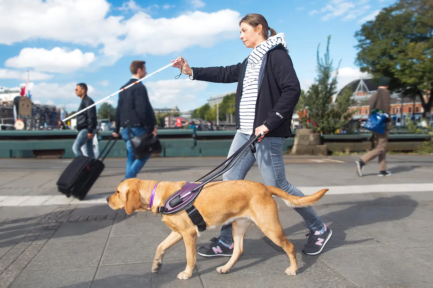 Guide Dog Ride The Royal Dutch Guide Dog Foundation - npk design